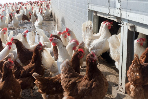 Avian flu- neither chickens or workers are safe