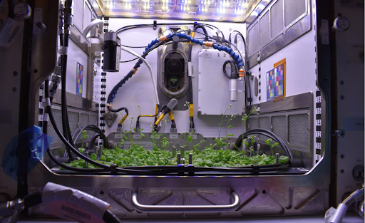 Can plants grow in space-1