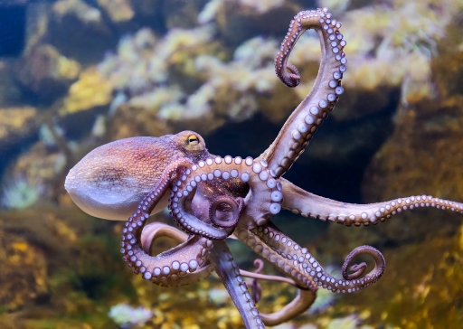 Ethics and Octopus Farms