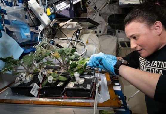 Giant Leap for Crops in Space