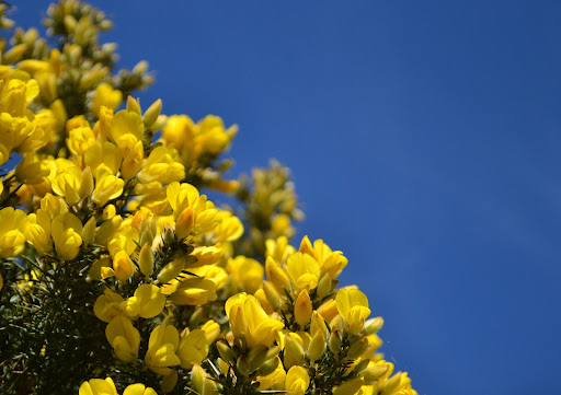 Gorse is the Source