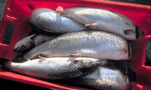 King Salmon mortality rates rise with water temperatures