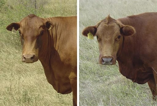 Meet the CRISPR-edited cattle