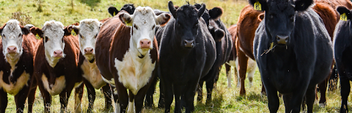 New Zealand cattle