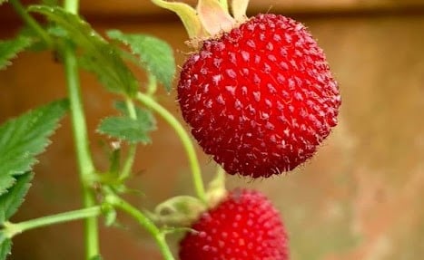Thornless raspberries1