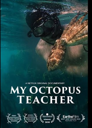 Watch My Octopus Teacher